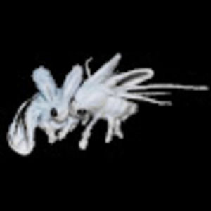 Meet your Posher, Gio